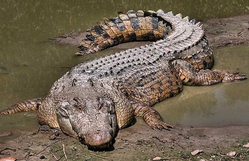 mơ thấy cá sấu đánh con gì 